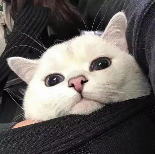 泡芙小姐和猫头像图片热辣