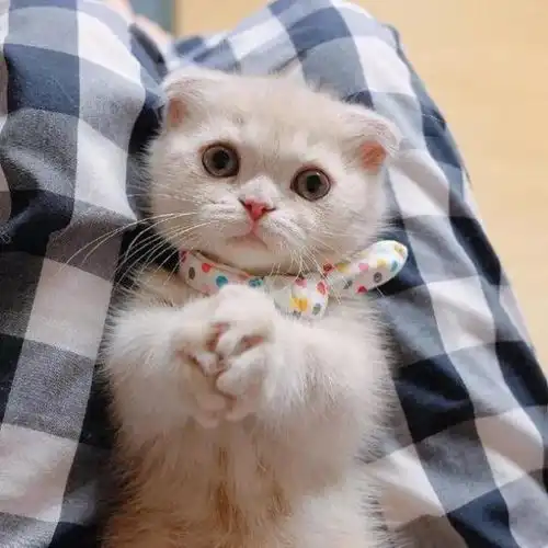 泡芙小姐和猫头像图片顾晓城