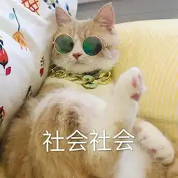 泡芙小姐和猫头像图片工作照